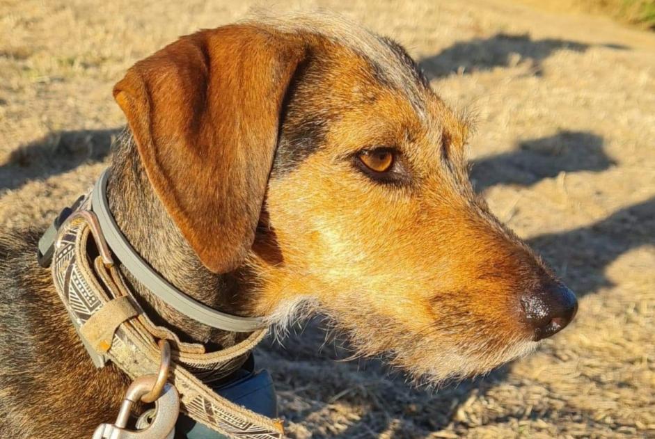 Disappearance alert Dog miscegenation  Female , 7 years Stotzheim France