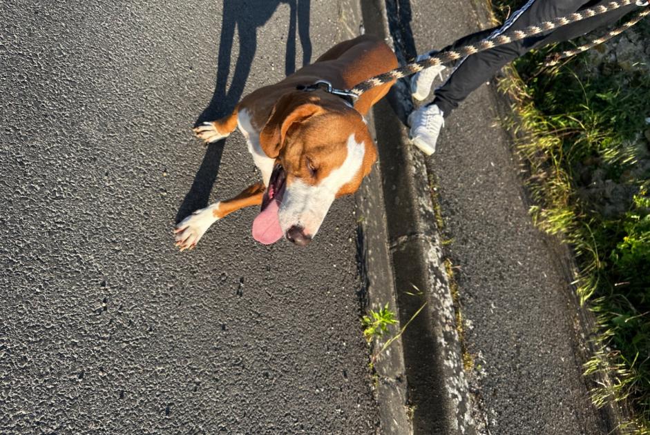 Discovery alert Dog  Male Luzancy France