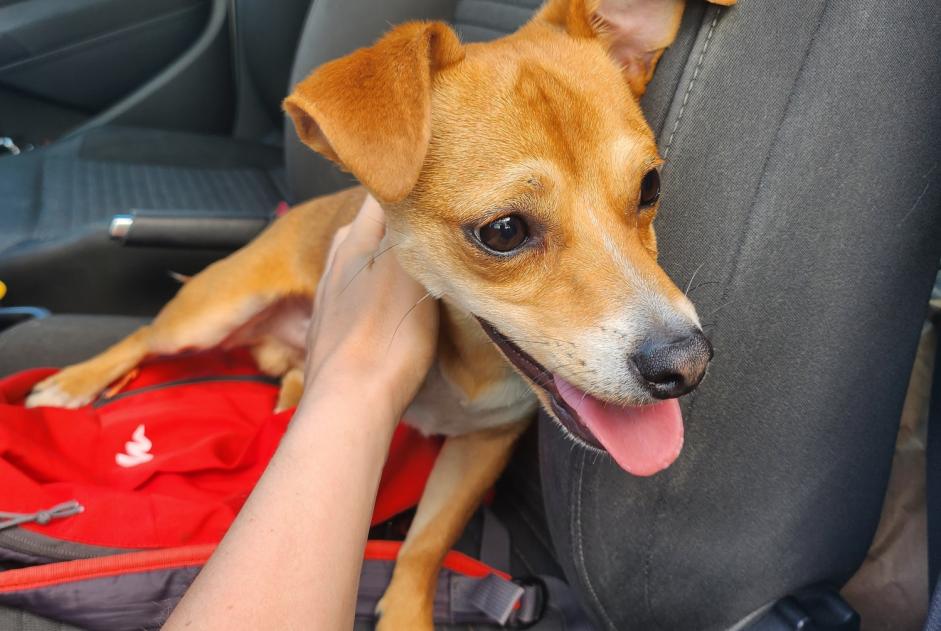 Discovery alert Dog Male Les Sables-d'Olonne France
