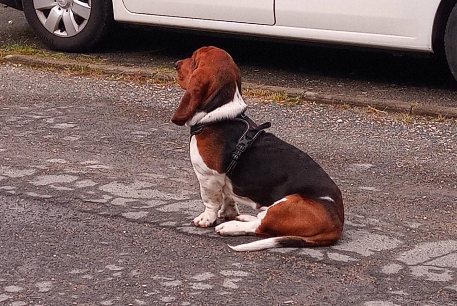 Disappearance alert Dog  Male , 1 years Nanteuil-lès-Meaux France