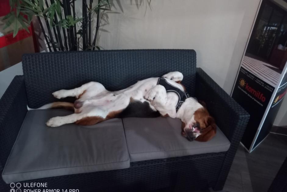 Disappearance alert Dog  Male , 1 years Nanteuil-lès-Meaux France
