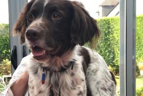 Disappearance alert Dog  Male , 4 years Barneville-Carteret France