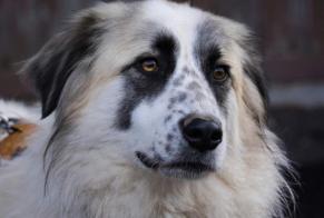 Disappearance alert Dog miscegenation  Female , 3 years Les Abrets en Dauphiné France