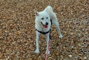Disappearance alert Dog  Male , 4 years Saint-Pierre-des-Fleurs France