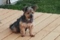 Disappearance alert Dog  Male , 13 years Espinasse France