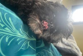 Disappearance alert Dog  Male , 13 years Courtonne-la-Meurdrac France