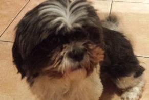 Disappearance alert Dog  Female , 13 years Les Sables-d'Olonne France