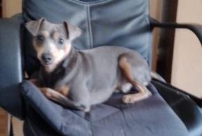 Disappearance alert Dog  Male , 2 years Seysses France