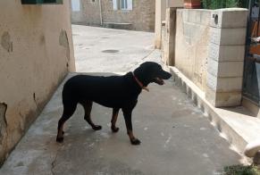 Discovery alert Dog  Female Salazac France