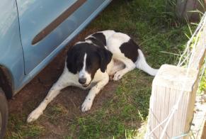 Discovery alert Dog  Male Arfeuilles France