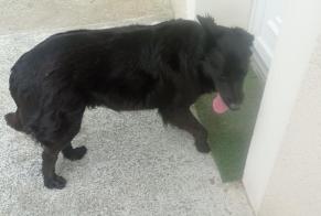 Discovery alert Dog Unknown Terre-de-Bancalié France