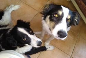 Disappearance alert Dog  Female , 10 years Esclassan-Labastide France