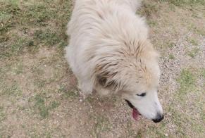 Discovery alert Dog Male Sérignan France