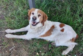 Discovery alert Dog Unknown Corme-Écluse France