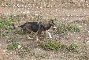 Discovery alert Dog miscegenation  Unknown Saint-Hippolyte-de-Montaigu France