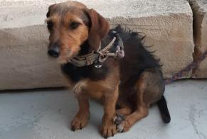 Disappearance alert Dog miscegenation  Female , 6 years Stotzheim France