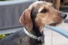 Disappearance alert Dog miscegenation  Female , 7 years Stotzheim France