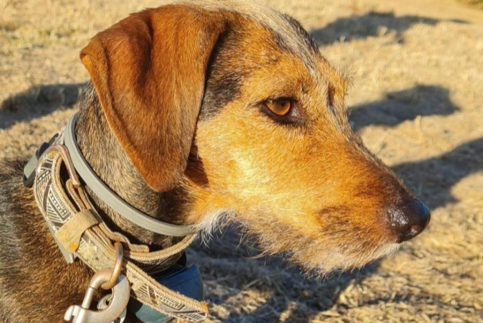 Disappearance alert Dog miscegenation  Female , 7 years Stotzheim France