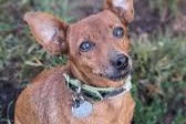 Disappearance alert Dog  Female , 15 years Eyguières France