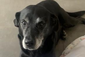 Disappearance alert Dog miscegenation  Male , 14 years Massieux France