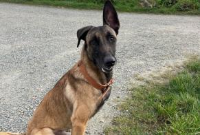 Disappearance alert Dog  Male , 3 years Saint-Sauveur-le-Vicomte France