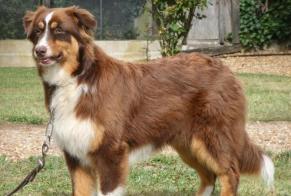 Disappearance alert Dog  Female , 5 years Valréas France