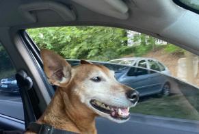 Disappearance alert Dog miscegenation  Male , 11 years Roissy-en-France France