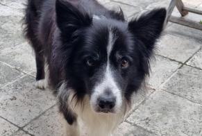 Disappearance alert Dog  Male , 11 years Anglet France