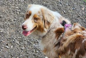 Disappearance alert Dog  Female , 4 years Mirebeau France