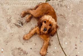Disappearance alert Dog  Female , 2 years Megève France