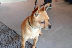 Discovery alert Dog Male Séné France