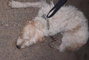 Discovery alert Dog  Male Saint-Clément-sur-Valsonne France
