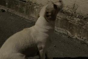 Discovery alert Dog miscegenation  Female Cabriès France
