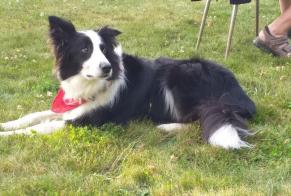 Disappearance alert Dog  Male , 7 years Janzé France