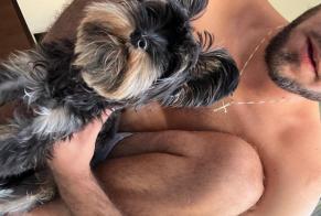 Discovery alert Dog  Male Nice France