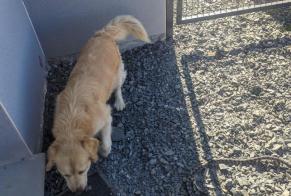 Discovery alert Dog  Female Bretteville-sur-Laize France