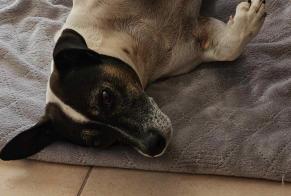 Discovery alert Dog  Male Le Luc France