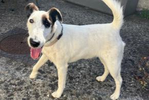 Discovery alert Dog Female Crépy-en-Valois France