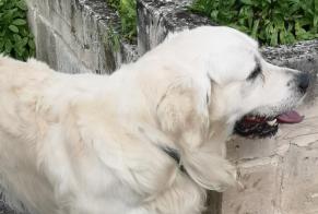 Discovery alert Dog  Male Cramoisy France