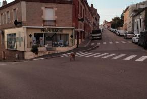 Discovery alert Dog Unknown Saint-Étienne France
