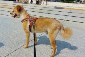 Disappearance alert Dog  Male , 4 years Ettendorf France