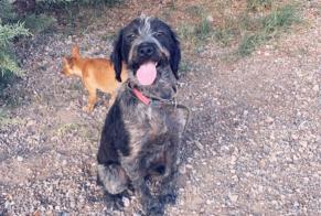 Disappearance alert Dog miscegenation  Male , 1 years Beaucaire France