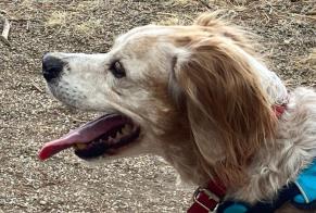 Disappearance alert Dog  Male , 13 years Mirabeau France