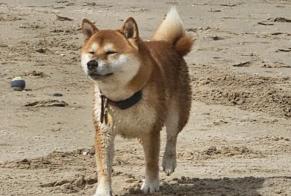 Disappearance alert Dog  Male , 3 years Chérencé-le-Héron France