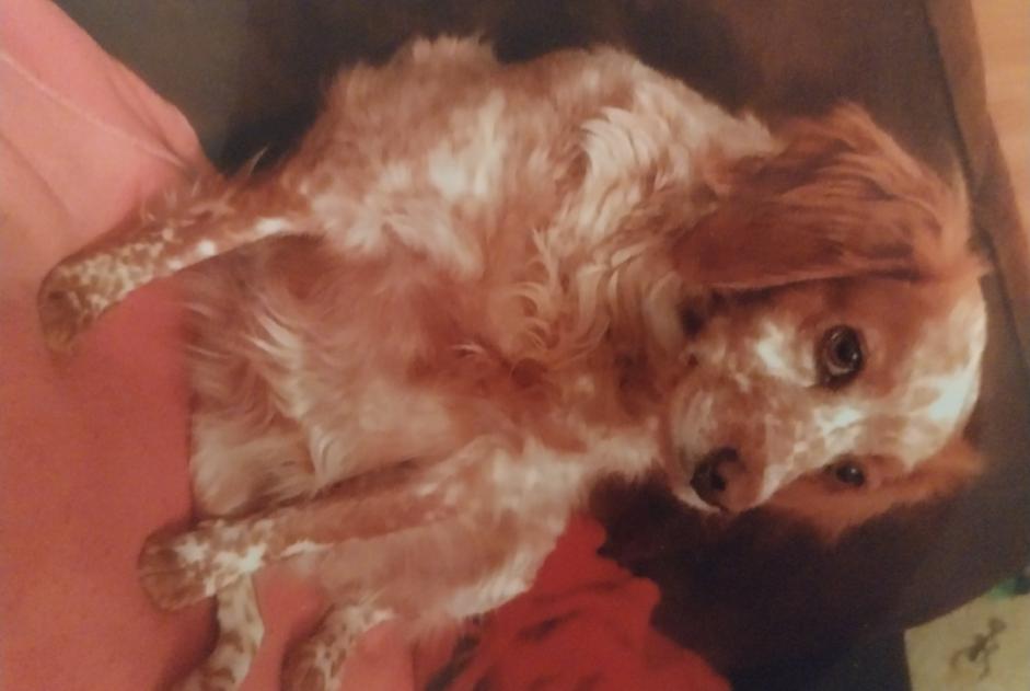 Disappearance alert Dog  Female , 12 years Montdragon France