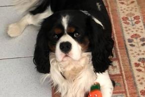 Disappearance alert Dog  Male , 6 years Châteaurenard France
