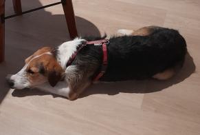 Disappearance alert Dog miscegenation  Female , 1 years Narbonne France