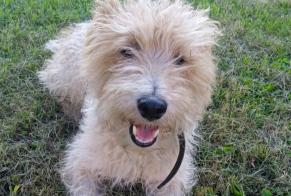 Disappearance alert Dog  Male , 7 years Guêprei France