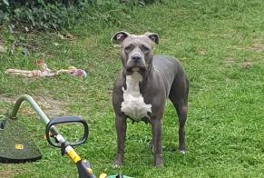 Disappearance alert Dog  Female , 7 years Pamfou France