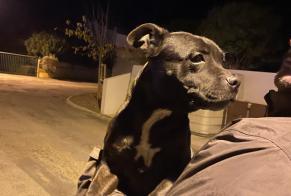 Discovery alert Dog  Female Creissan France